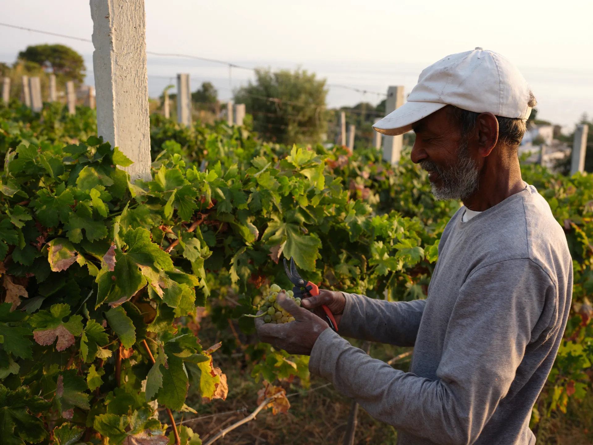 Vigneto a Stromboli: cura delle viti e lavoro in campo