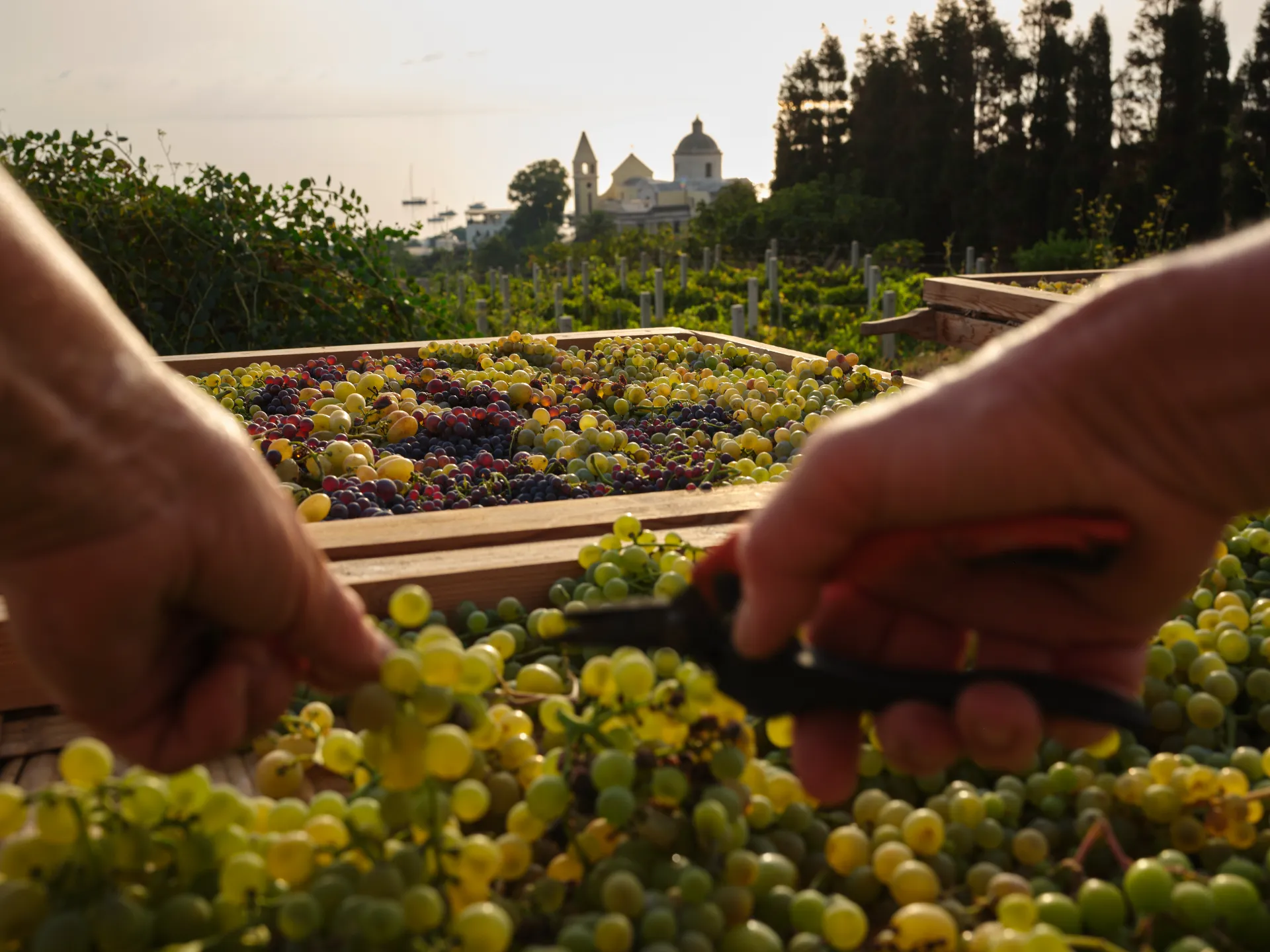 Grappoli d’uva maturi in vigna