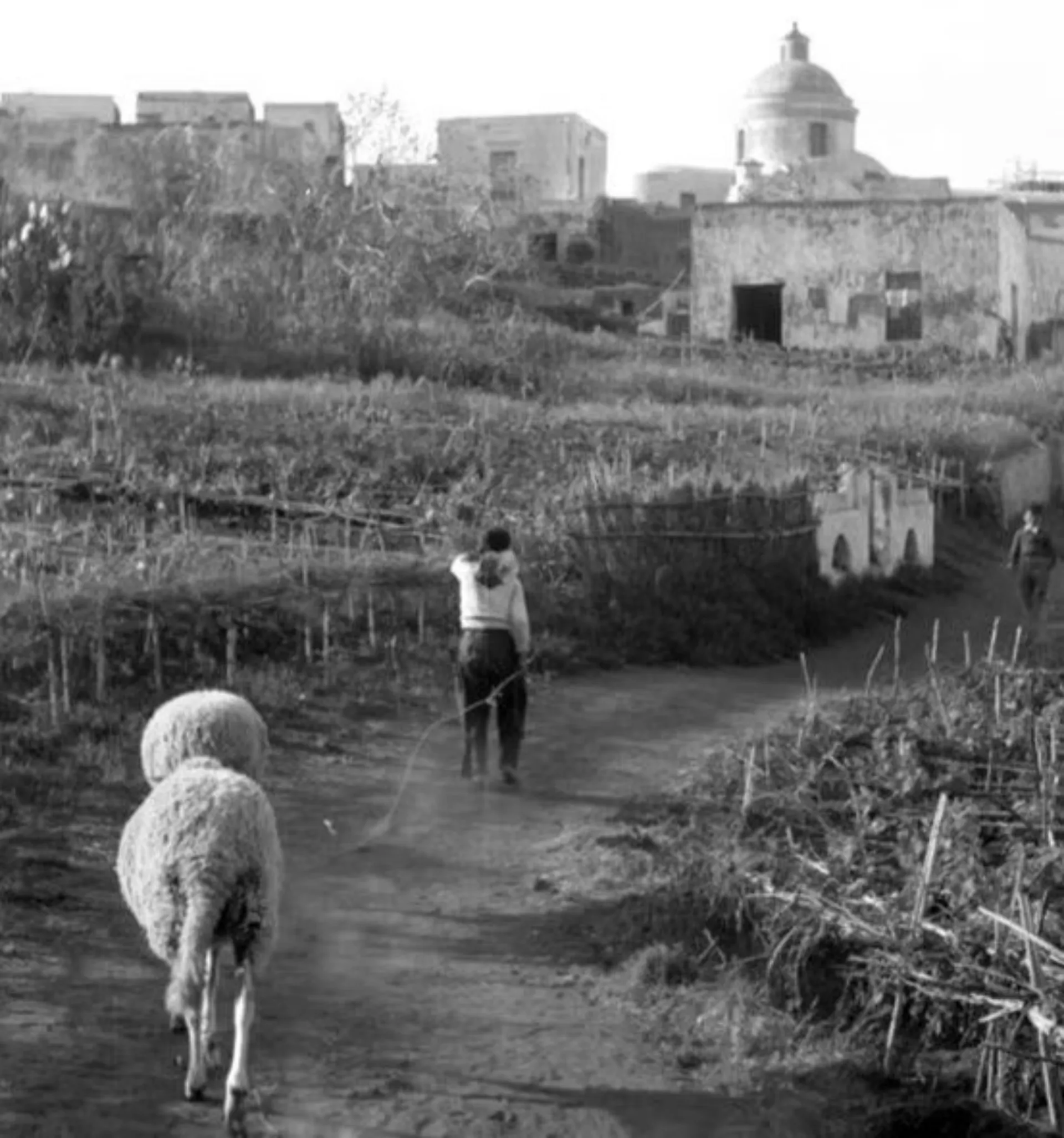 Fotografia d'epoca in bianco e nero: paesaggio rurale con gregge e case, vita contadina a Stromboli