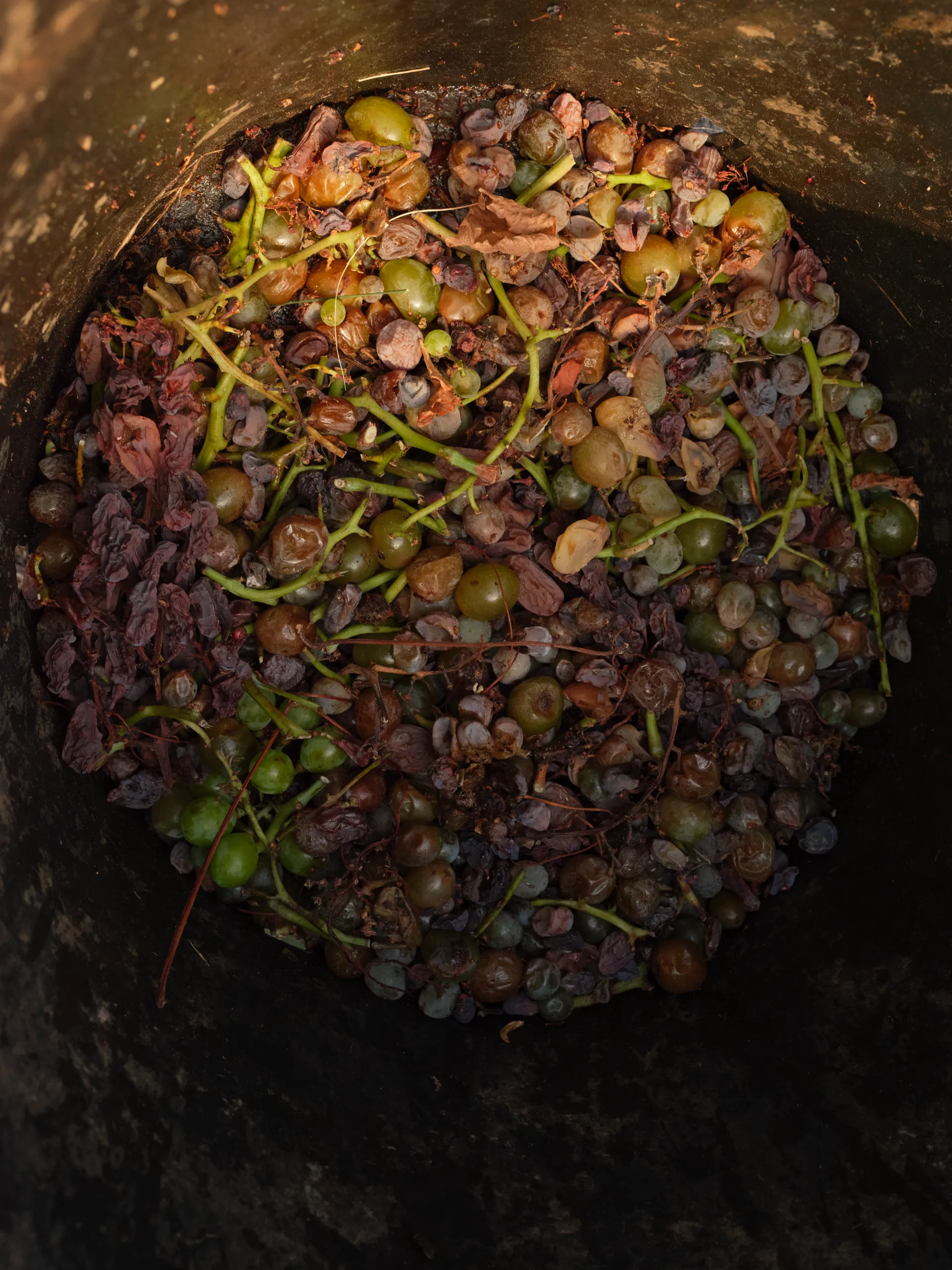 Malvasia 2024 — dettaglio 3