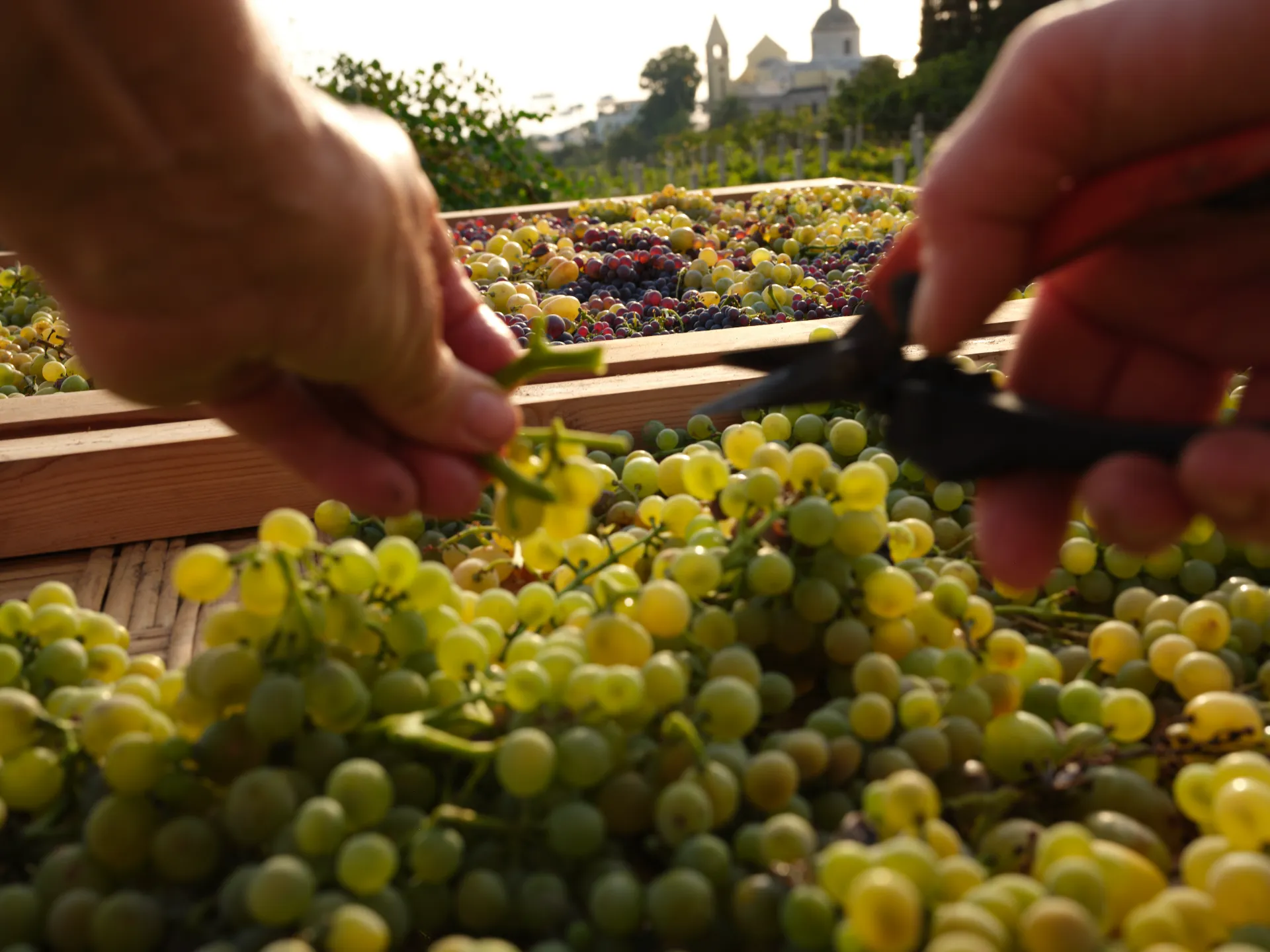 Malvasia 2024 — dettaglio 4