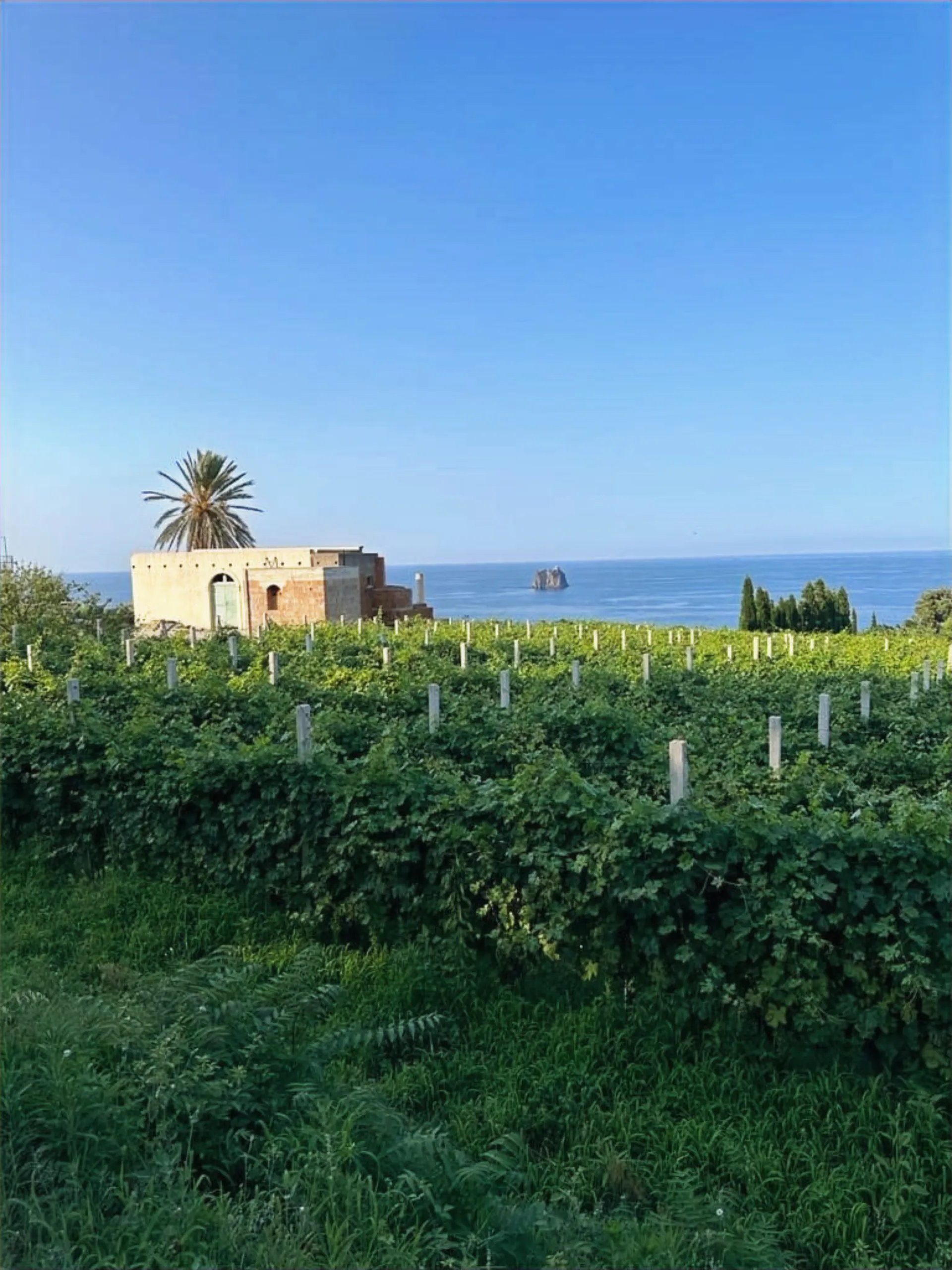 Giglio Strombolano — dettaglio 4